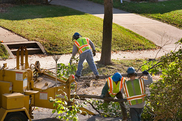 Best Tree Removal Near Me  in Hartford, MI